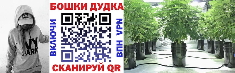 где купить   Кувшиново  кракен tor  Каннабис Amnesia 